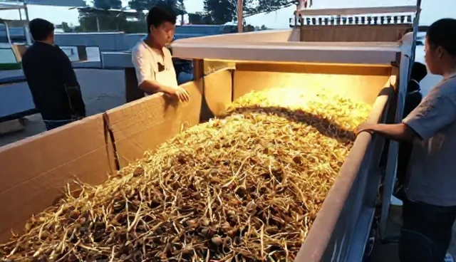农产品分级包装如何选型？关注点有哪些？